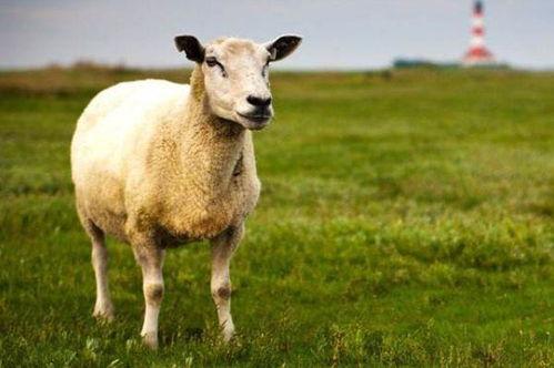 明星属羊,揭秘属羊明星的魅力风采